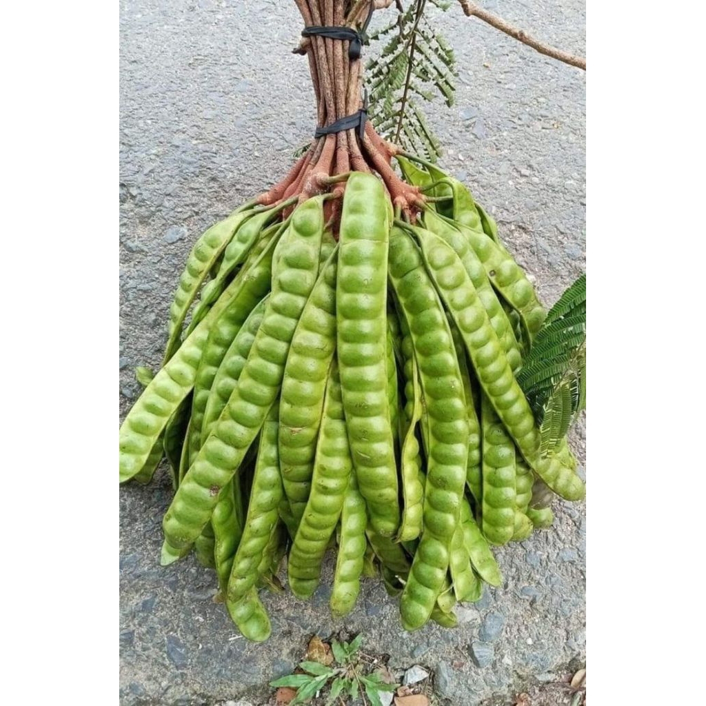 

Nurdayat Pete Pete perpapan/ kualitas super /terlaris/termurah