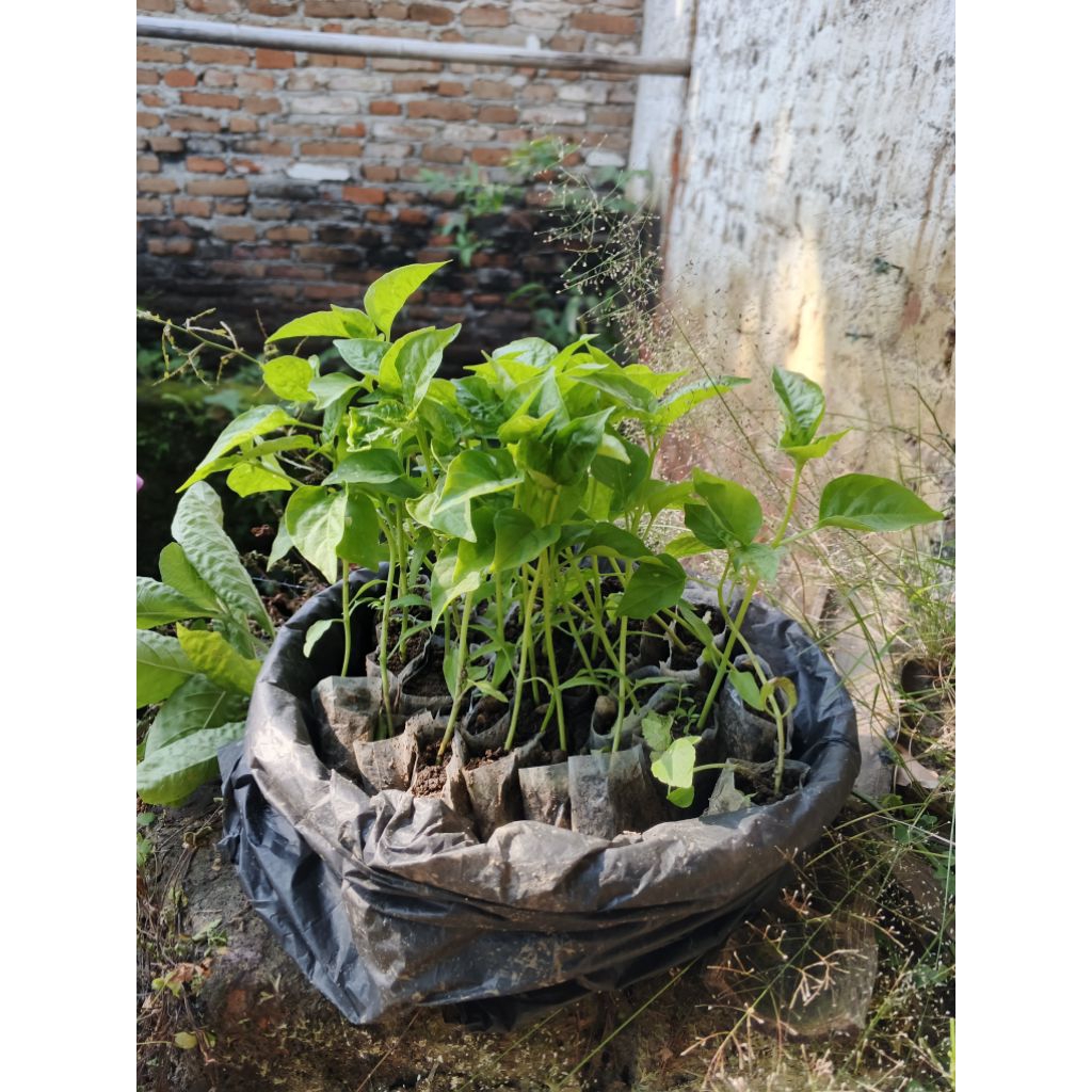 

bibit cabe rawit hijau siap tanam (beli 10 gratis 1)