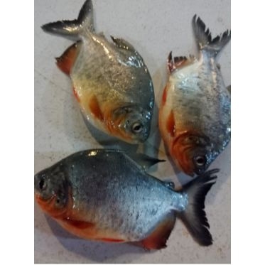

Ikan Bawal Tawar 500 gram