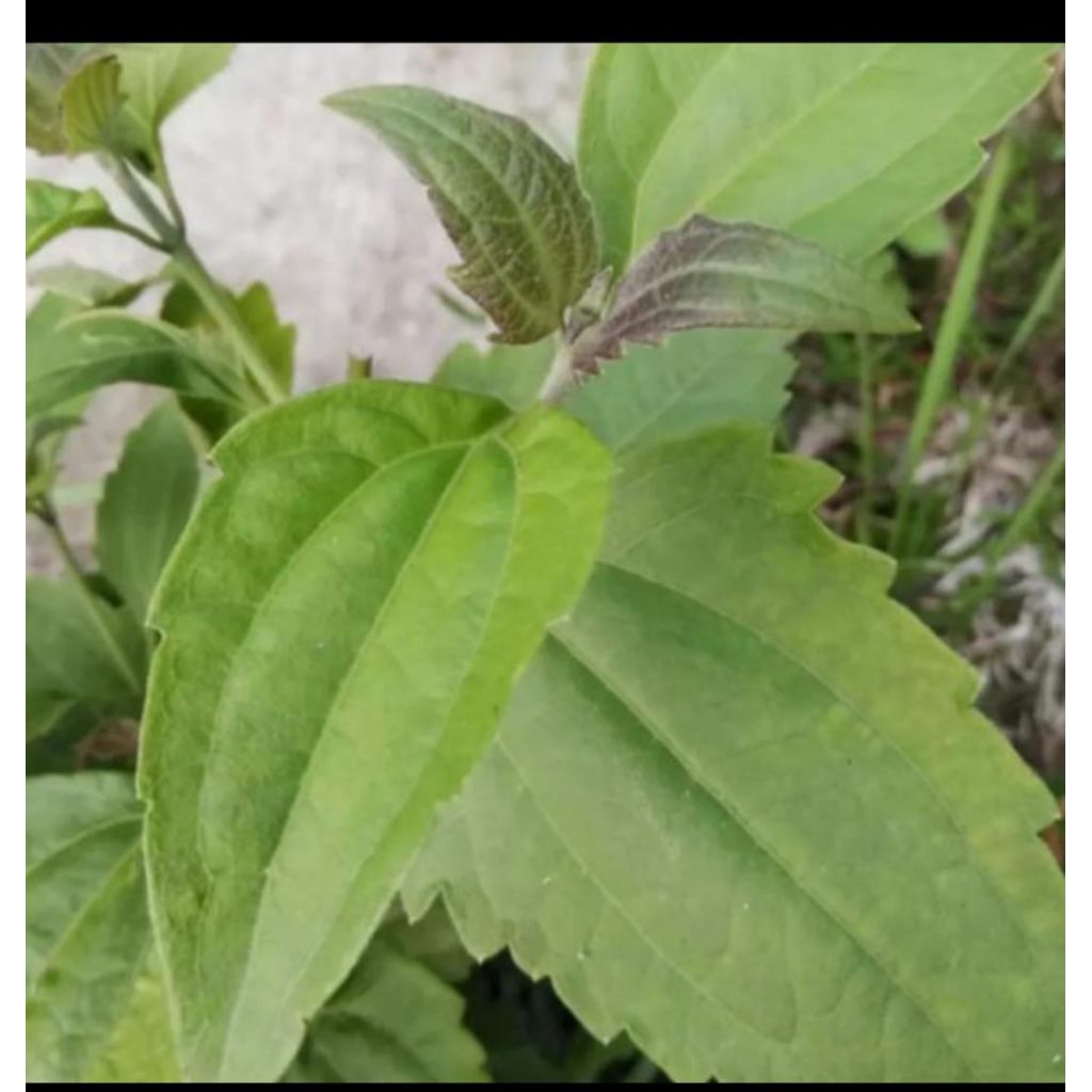 

daun kaposanda/kirinyuh segar 500 gram