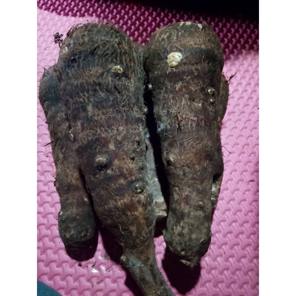 

Ubi atau umbi talas tales masih segar 1kg