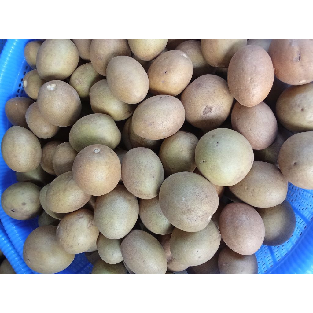 

Buah Sawo Fresh Baru Petik 1kg