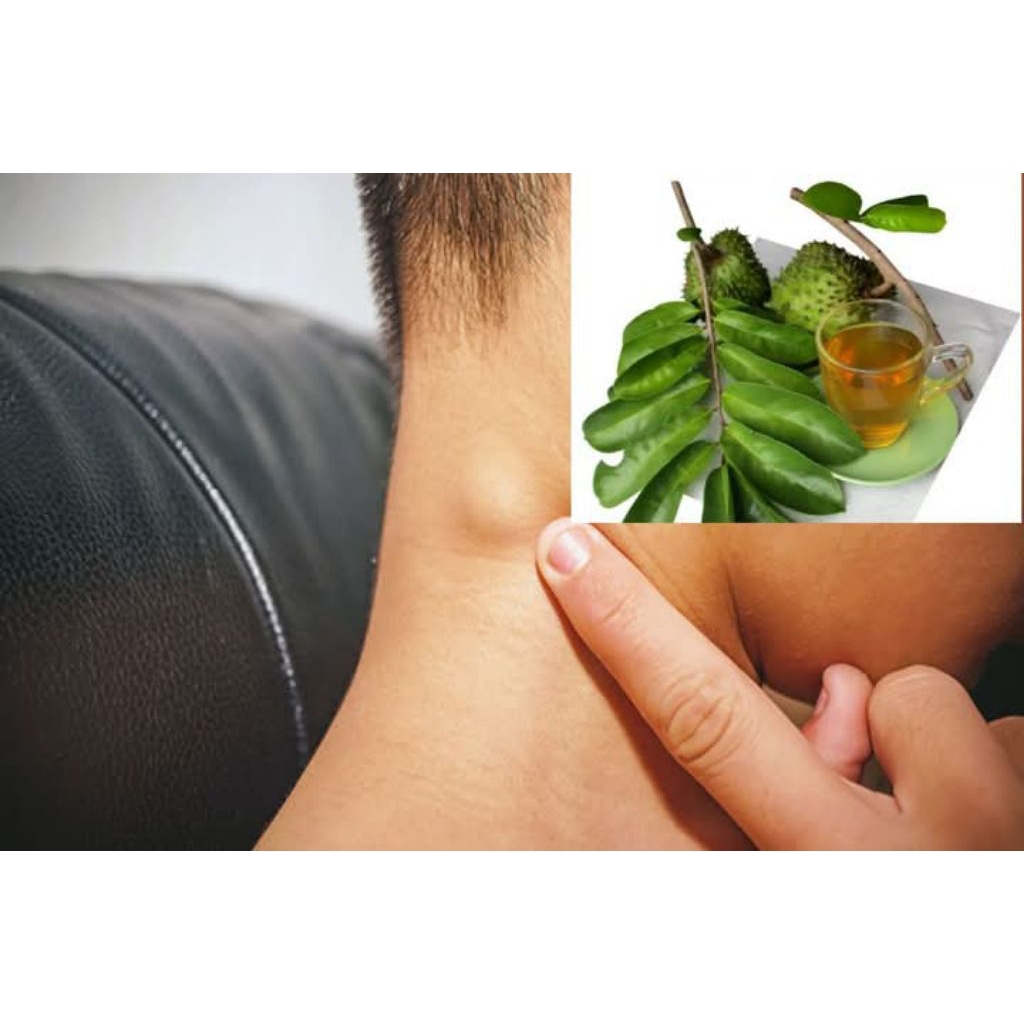 

Daun sirsak tua segar organik khusus untuk obat herbal kanker Autoimun