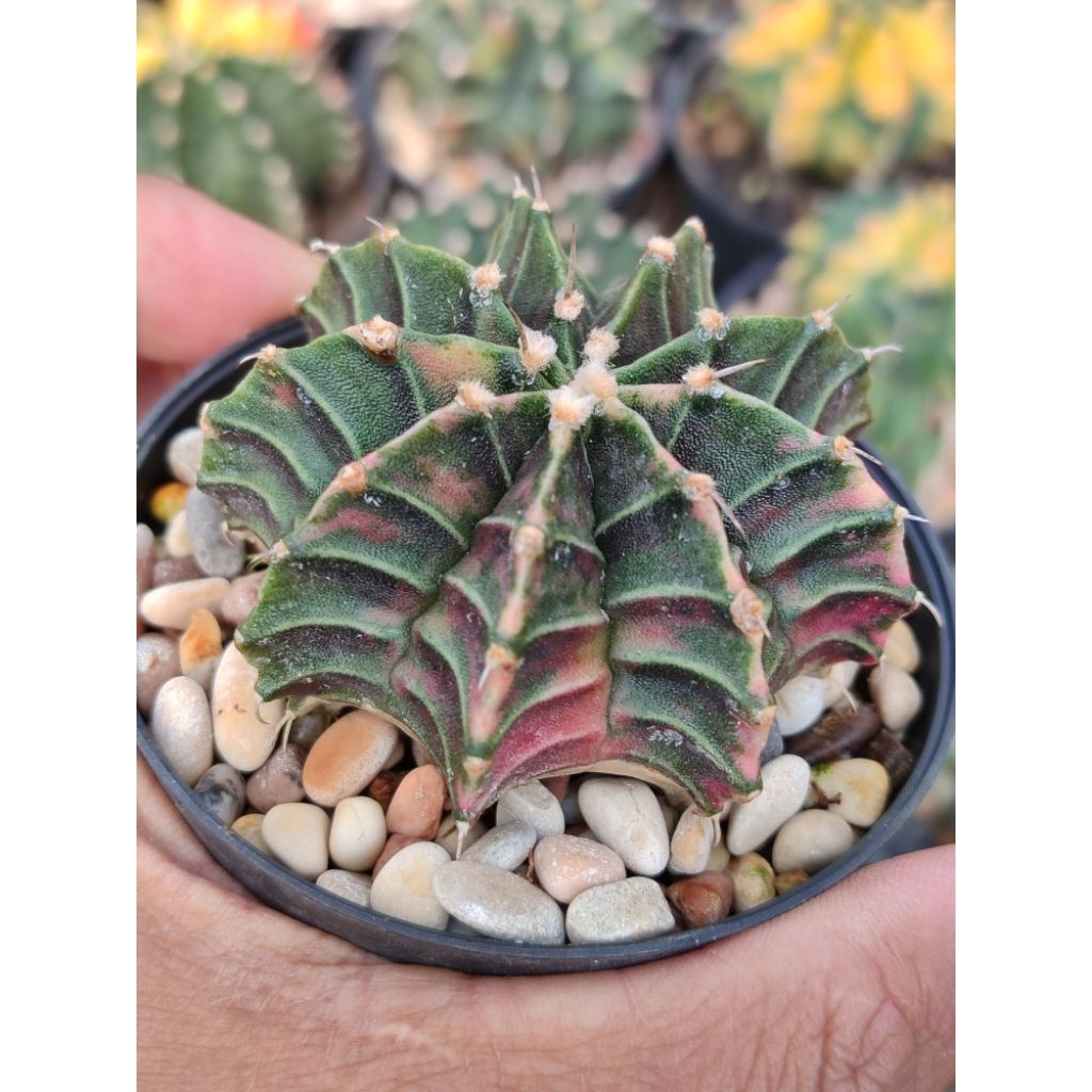 Lb varigata seedling single spin