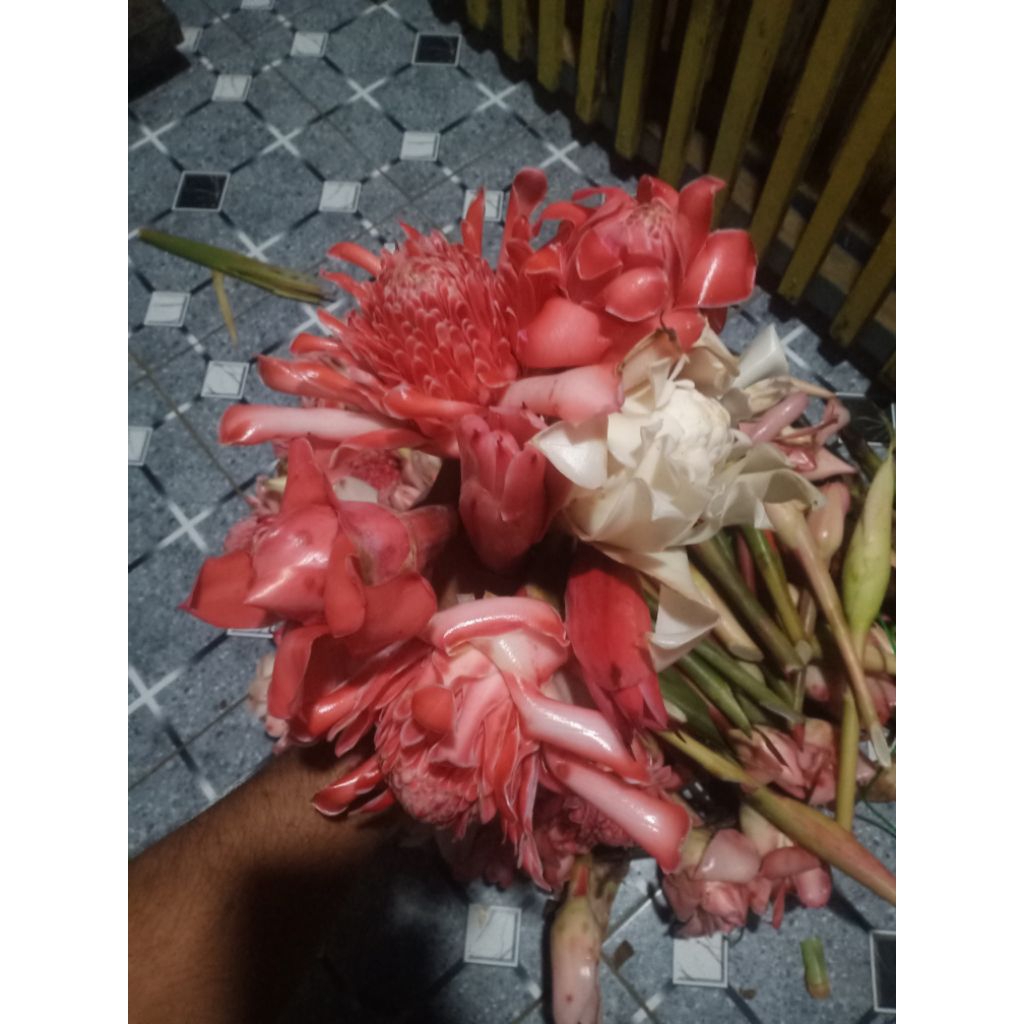 

bunga kecombrang mekar 1 kg