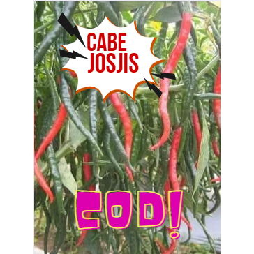 

cabe keriting merah segar dan fress petik langsung dari petani 500 gram dan 1kg