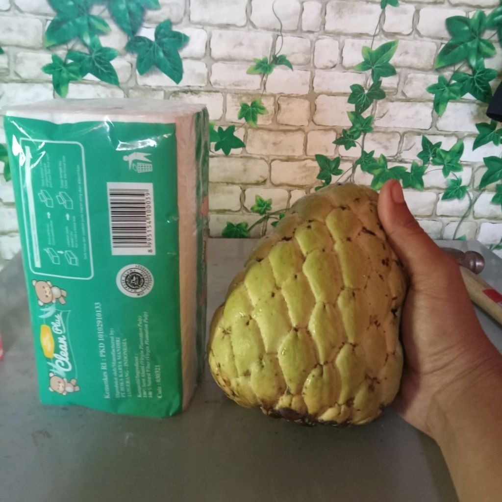 Tanaman pohon srikaya jumbo