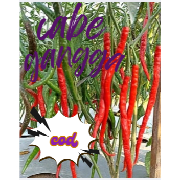 

cabe keriting fress petik langsung dari petani 1000gram