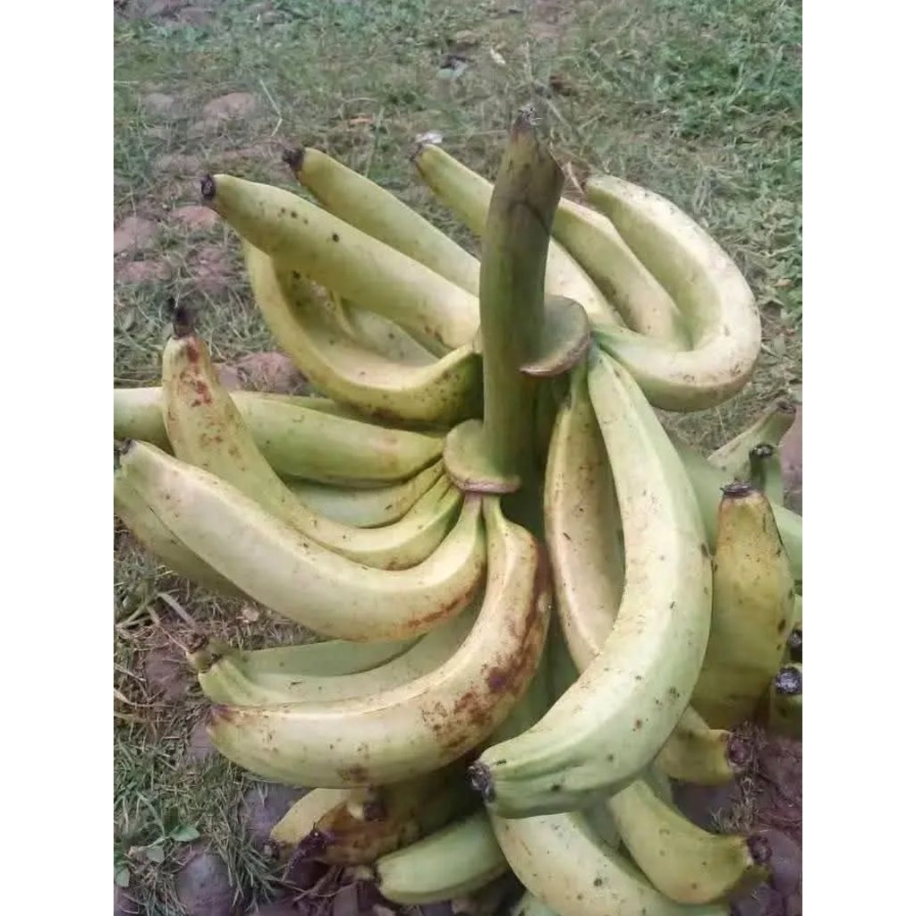 

pisang lampeneng