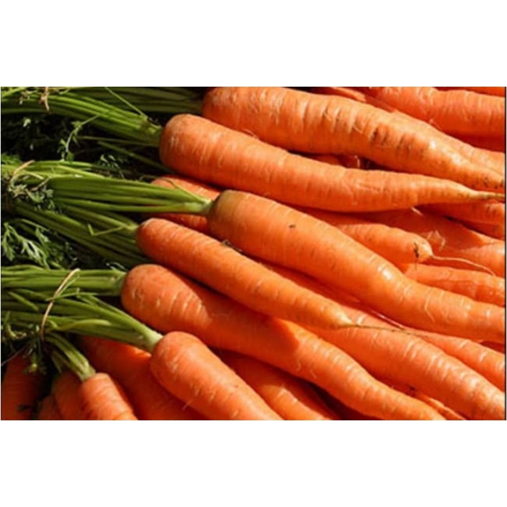 

wortel fresh langsung dari petani 1kg