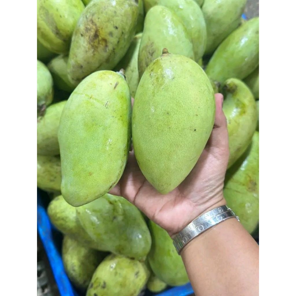 

mangga kopek/mangga ekonomis 1kg