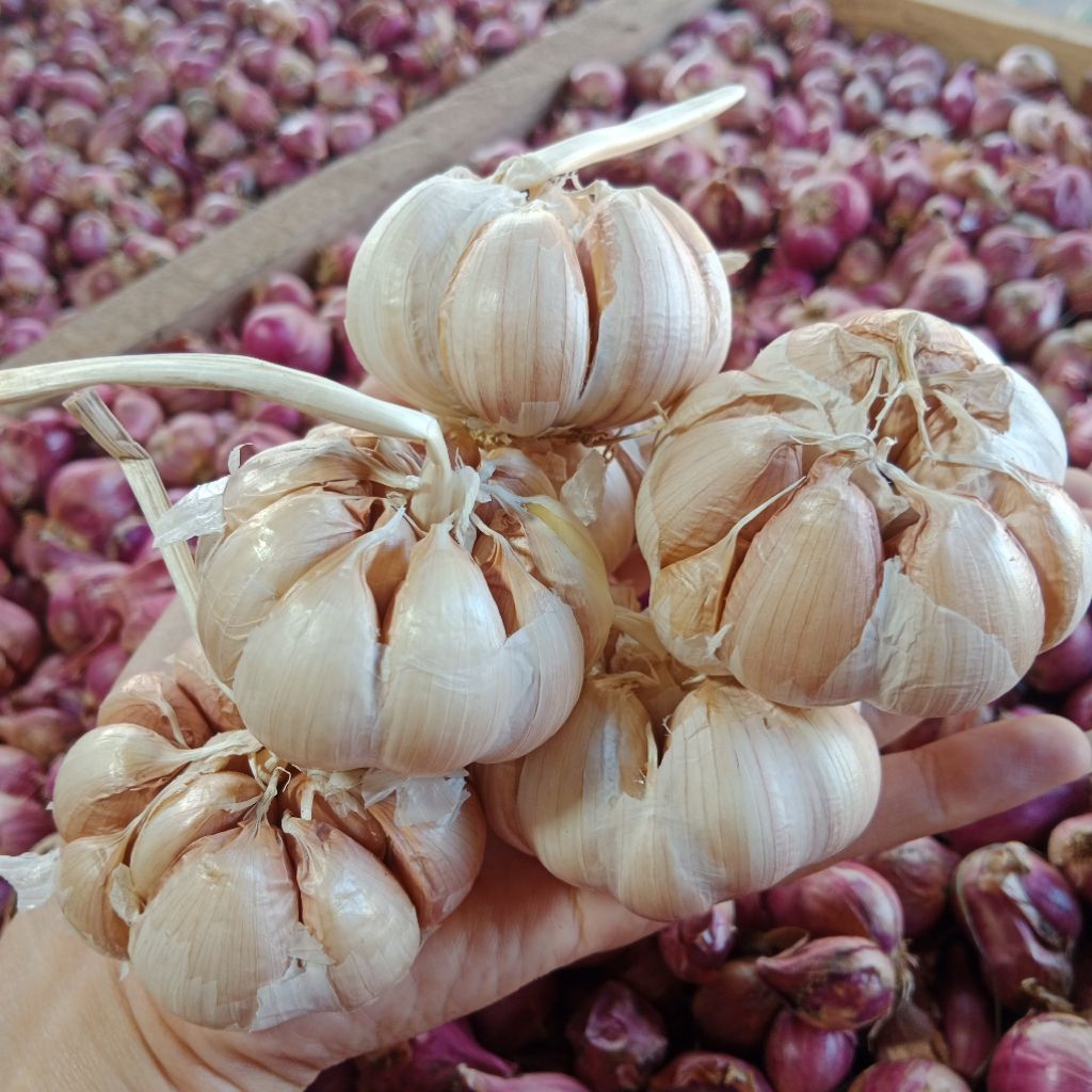 

Bawang Putih Sinco Bersih kualitas bagus