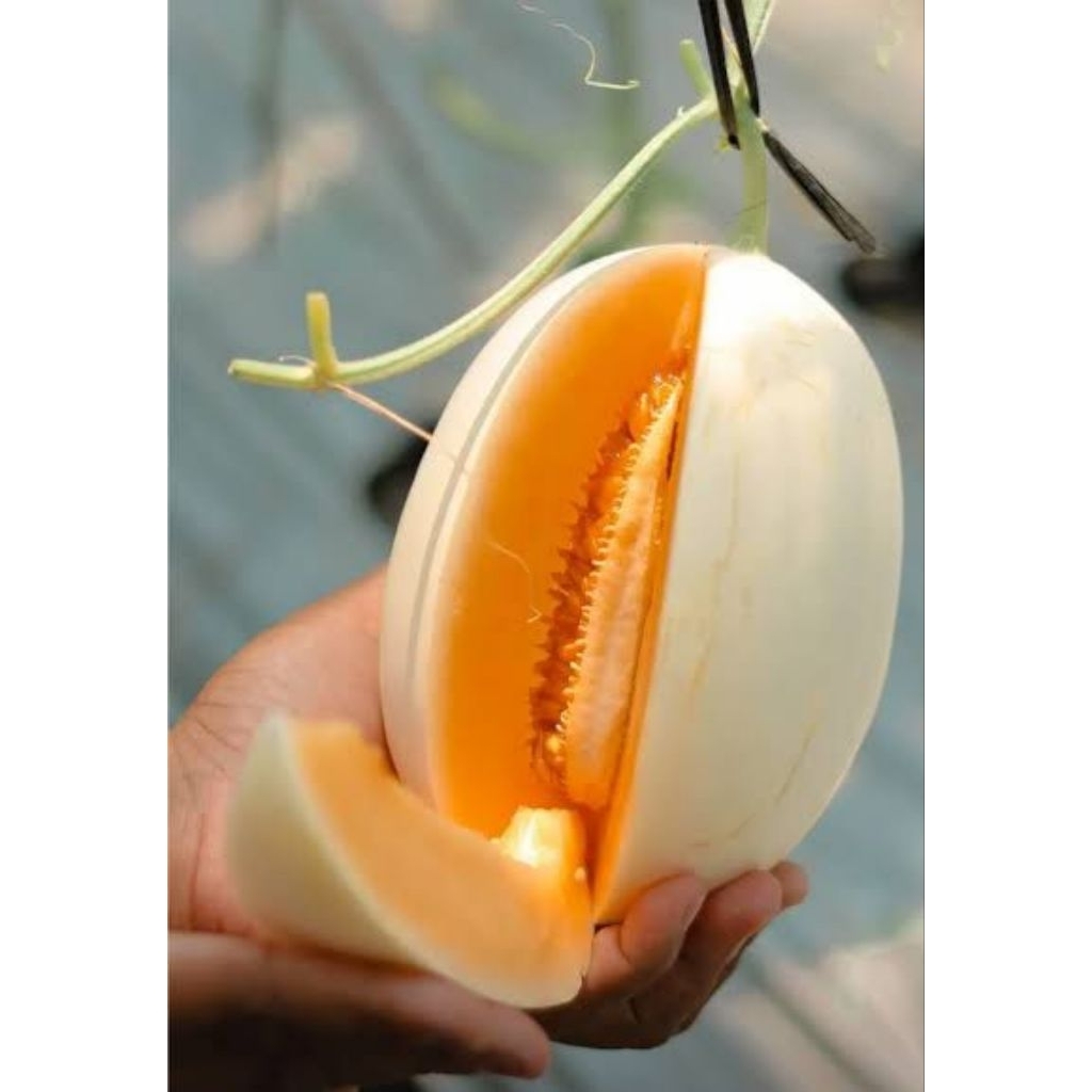 

melon king show cruncy/kg