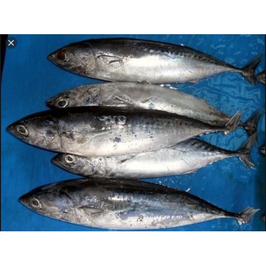 

Ikan Tongkol Segar