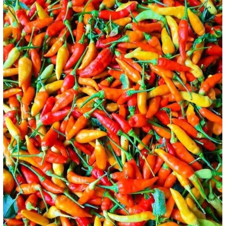 

Cabe Rawit Campur Segar 500 Gram — Cabe Rawit Pedas Segar untuk Masakan Harian