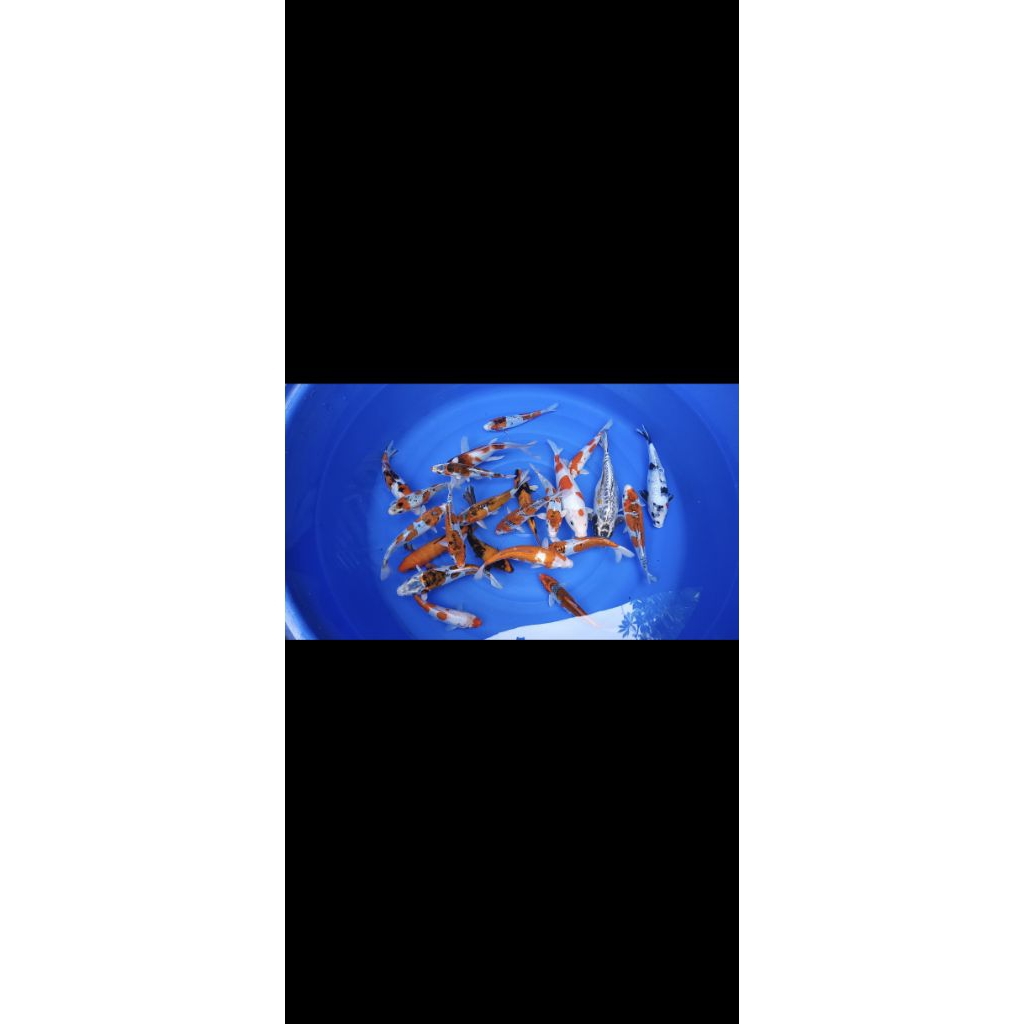 Ikan Koi|Anakan ikan Koi Kujaku kiko antikan