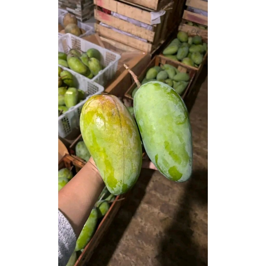 

mangga kiojay thailand 1kg