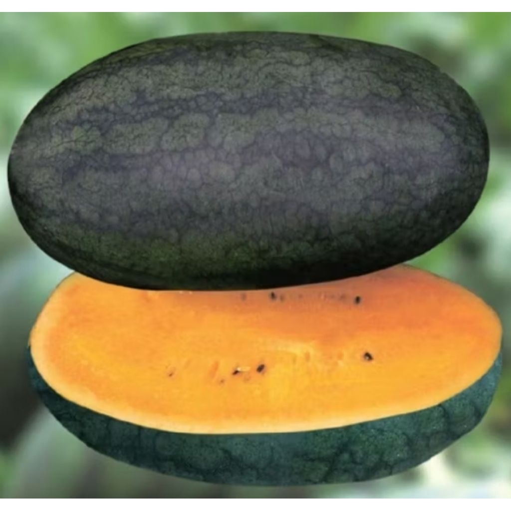 

biji semangka kuning super isi 10 biji dengan kwalitas biji sangat bagus