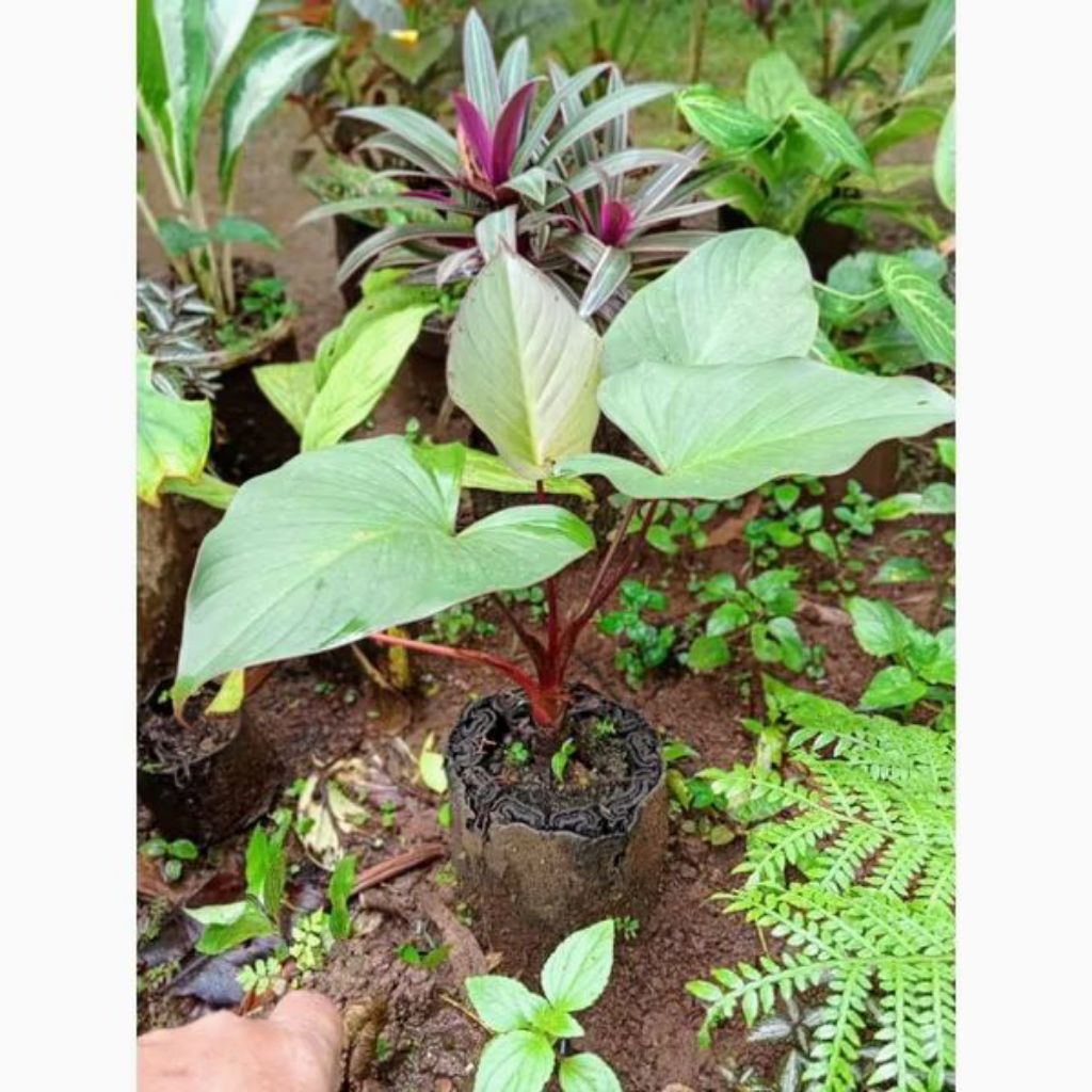 tanaman hias cariang merah talas merah siap tanam