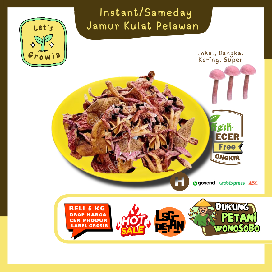 

Growia || Jamur Kulat Pelawan -- Hasil Petani Langsung Ecer (H)