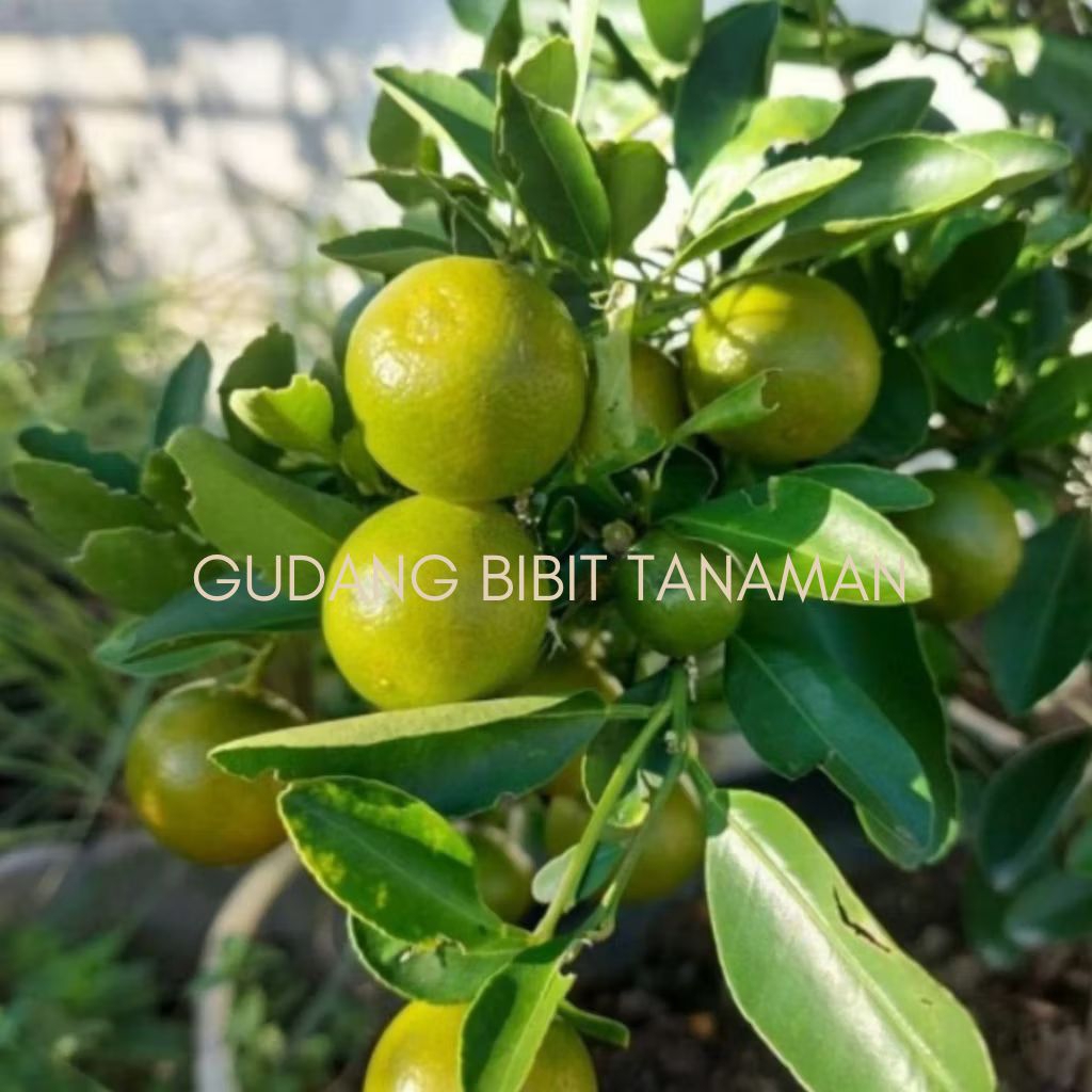 BIBIT JERUK KASTURI/ ES SUDAH BERBUAH SPESIAL