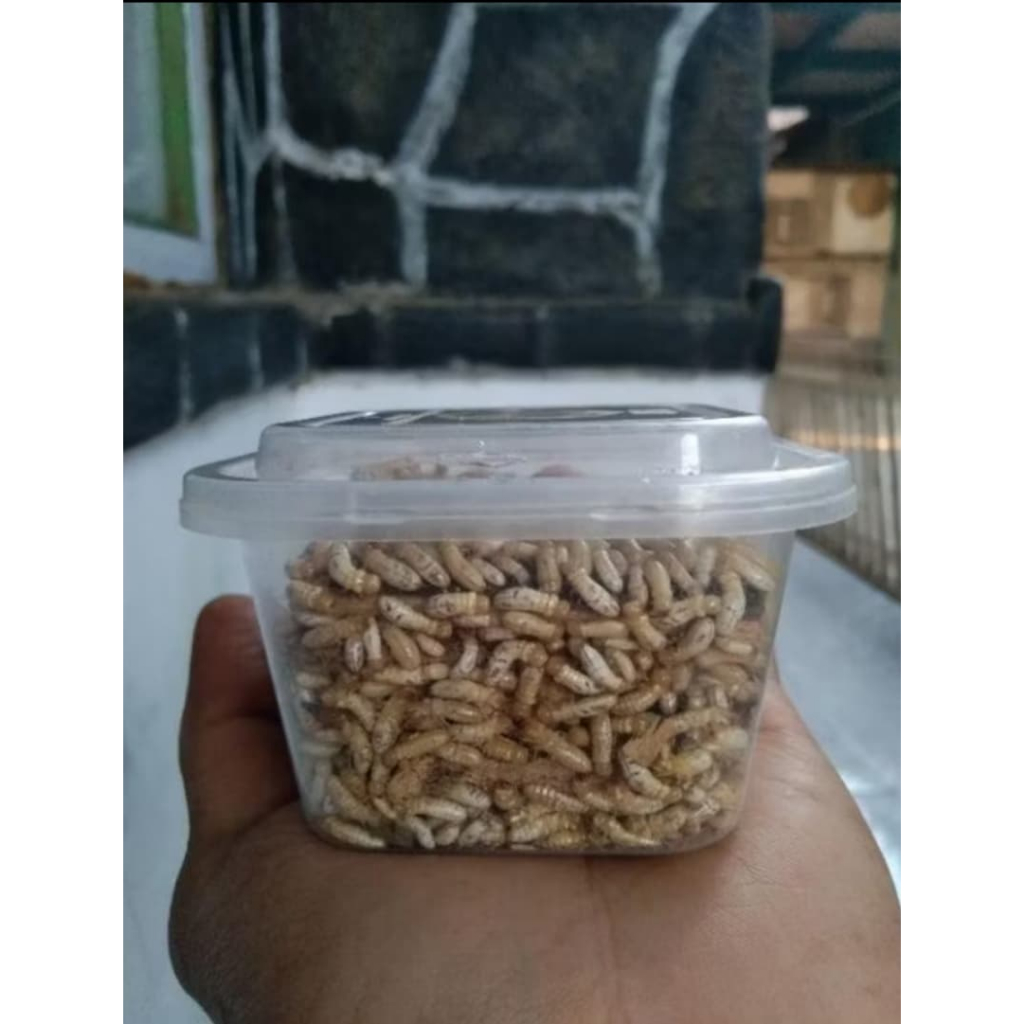 POA/PUA/RENGAS/WARANGAS/RANGAS umpan mancing ukuran kap kecil