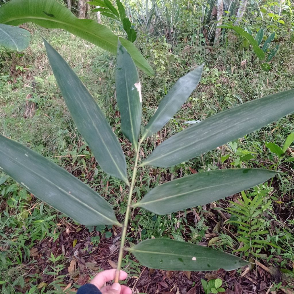 

Daun bambu fresh ambil dari kebun