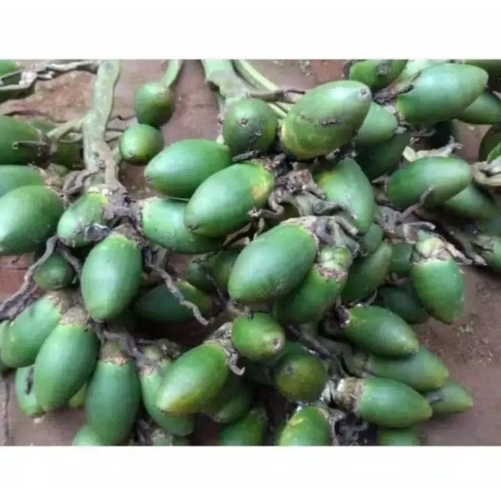 

buah pinang muda 1000 gram atau 1 kg