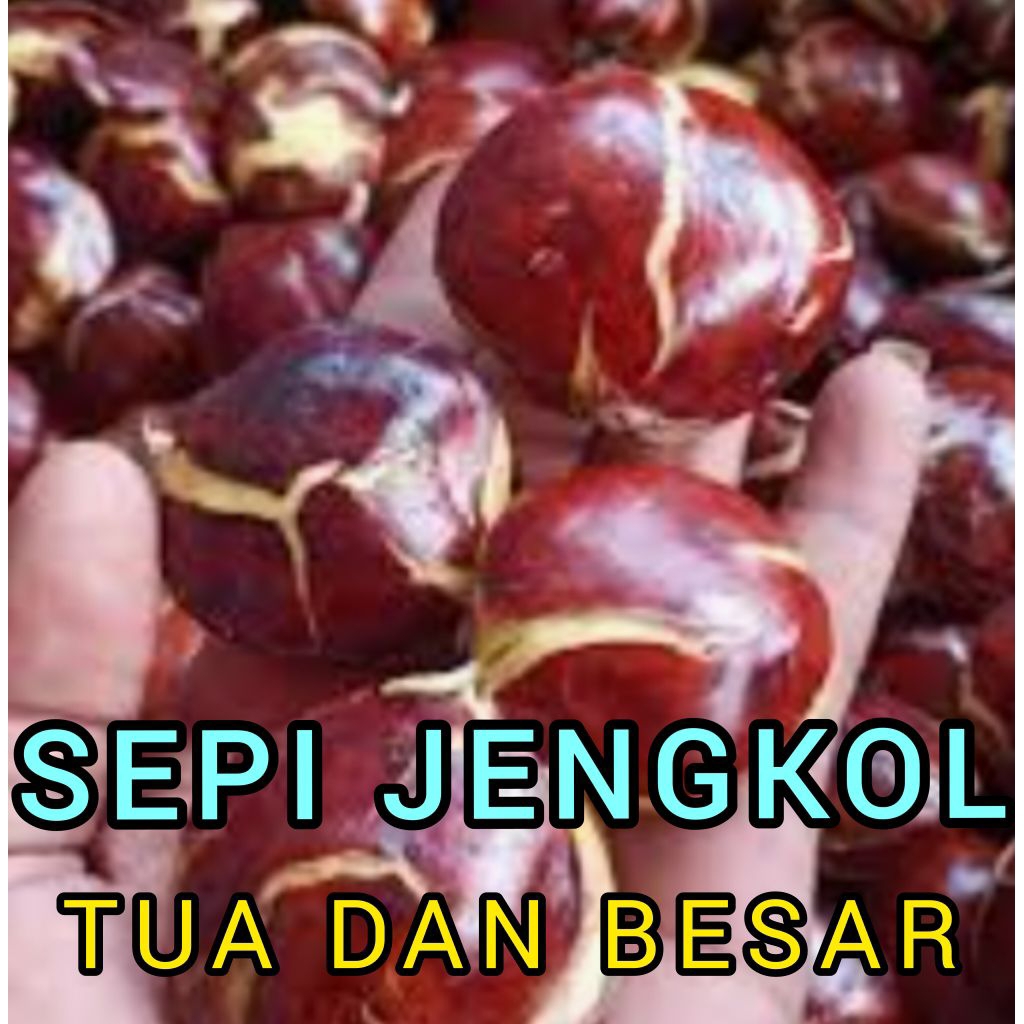 

SEPI JENGKOL TUA DAN BESAR RP 44.500 / KG