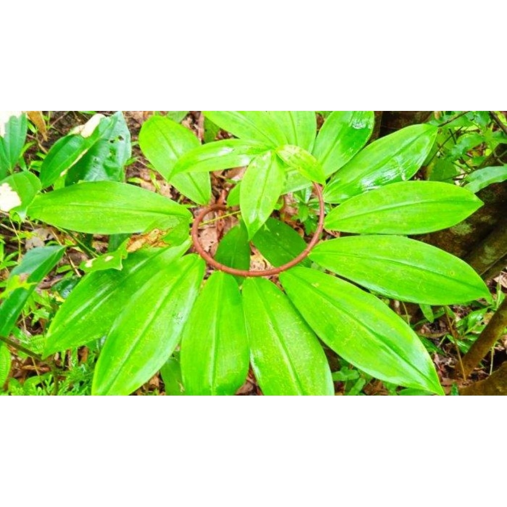 

daun pacing 20 lembar