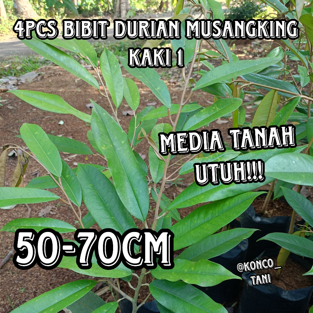 BIBIT DURIAN MUSANGKING POLYBAG UKURN SEDANG HASIL OKULASI DENGAN MEDIA UTUH (4PCS)