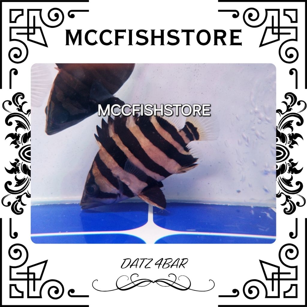 Datz Tiger Sumatra Grade AA High Body/ Macan Air Sumatra Size 8-10-12cm Grade AA Bar CB/CN High Body