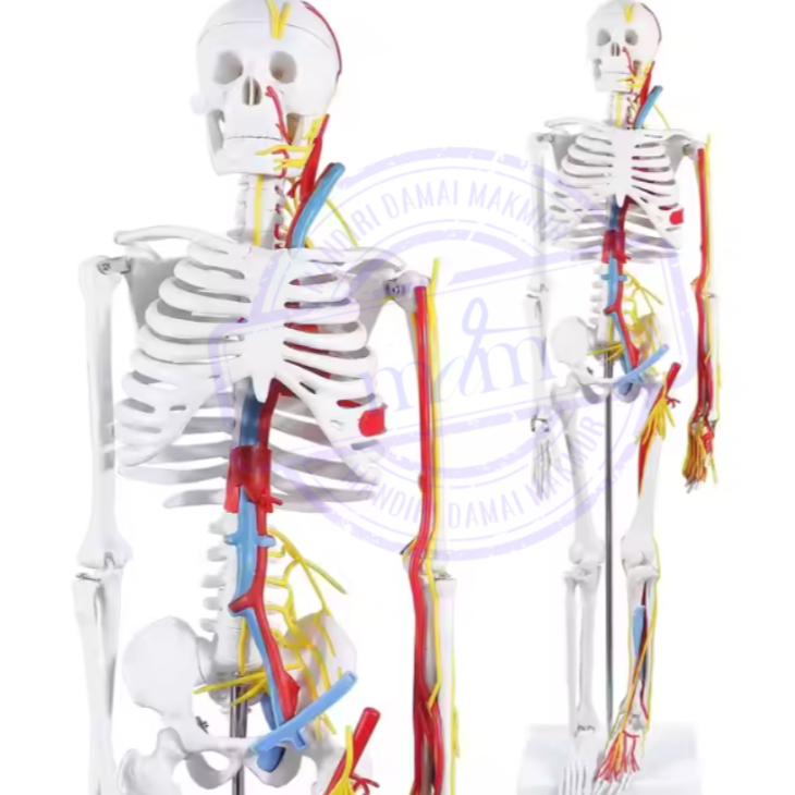 

Alat Peraga kerangka Manusia 85cm dengan Saraf Murah