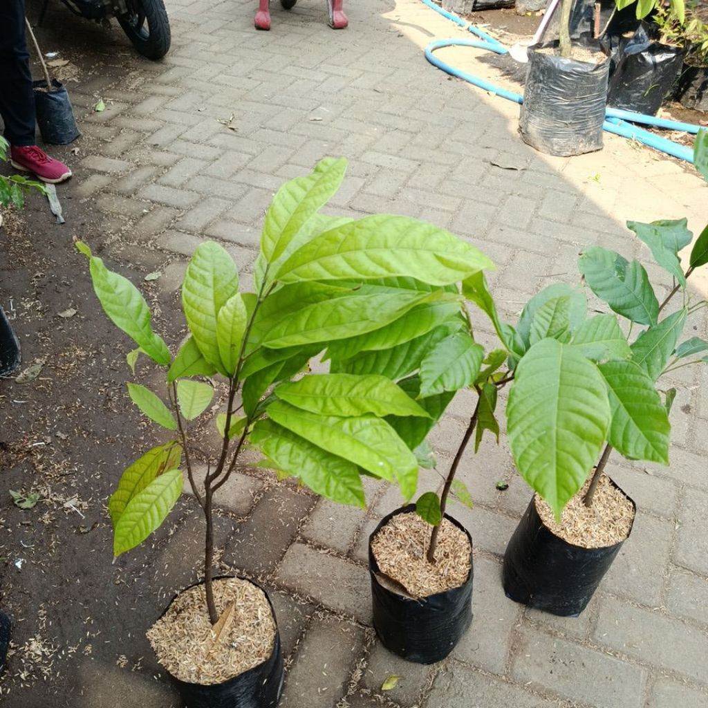 Bibit KAKAO Sambung
