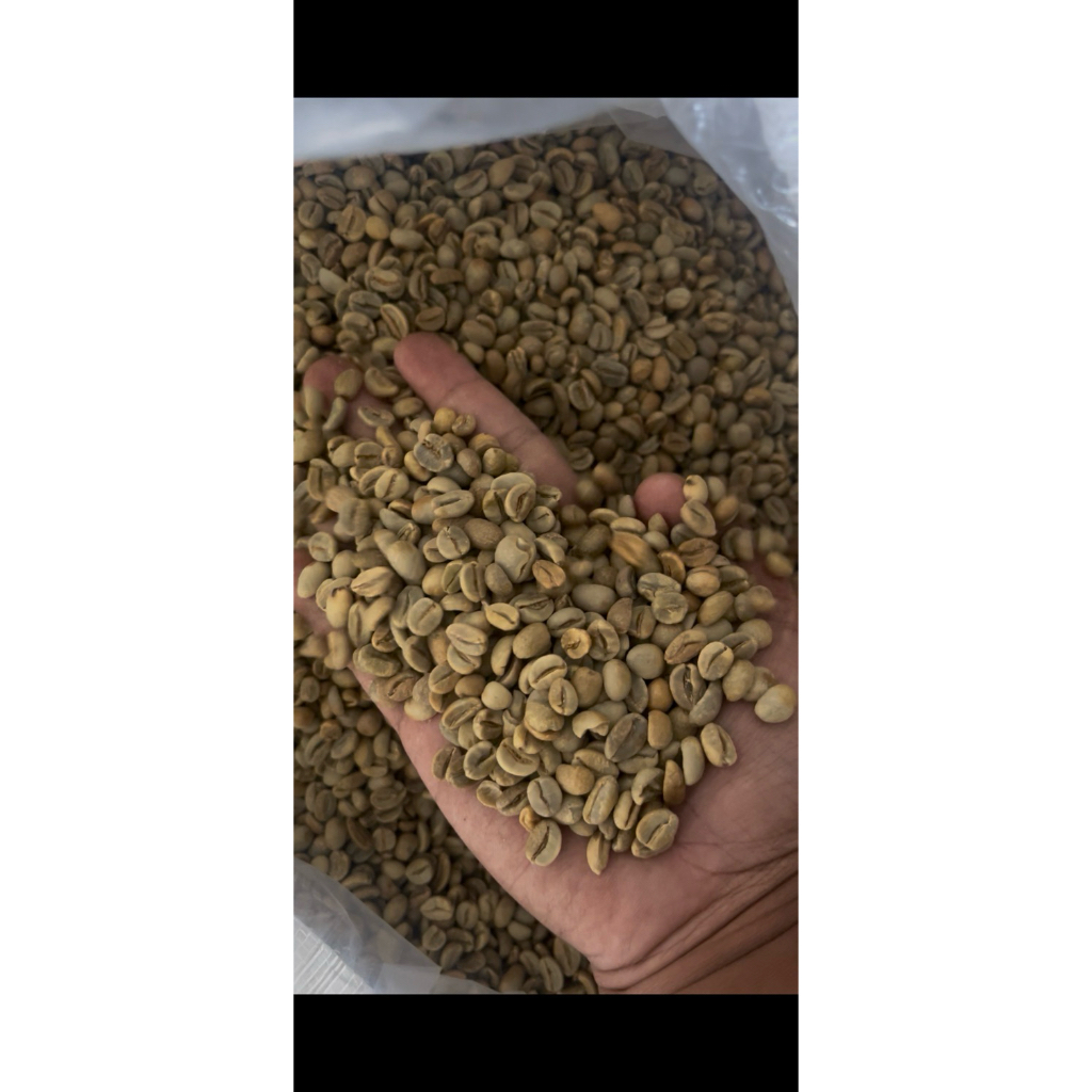 

Kopi Greenbean Arabika Gayo Natural