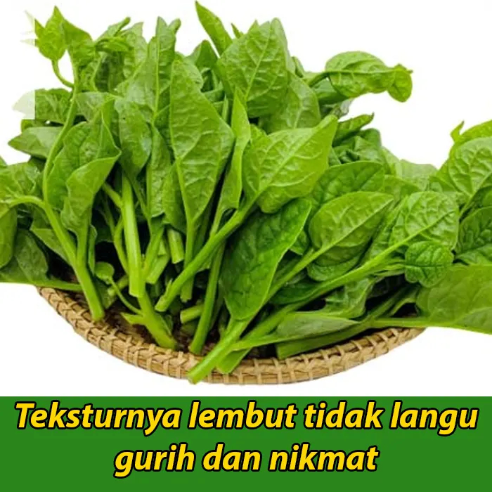 Bibitmu - 1 Pack Isi 50 Benih Sayur Tunas Emas Aneka Benih Bibit Biji Berkualitas Unggulan Sayur dan