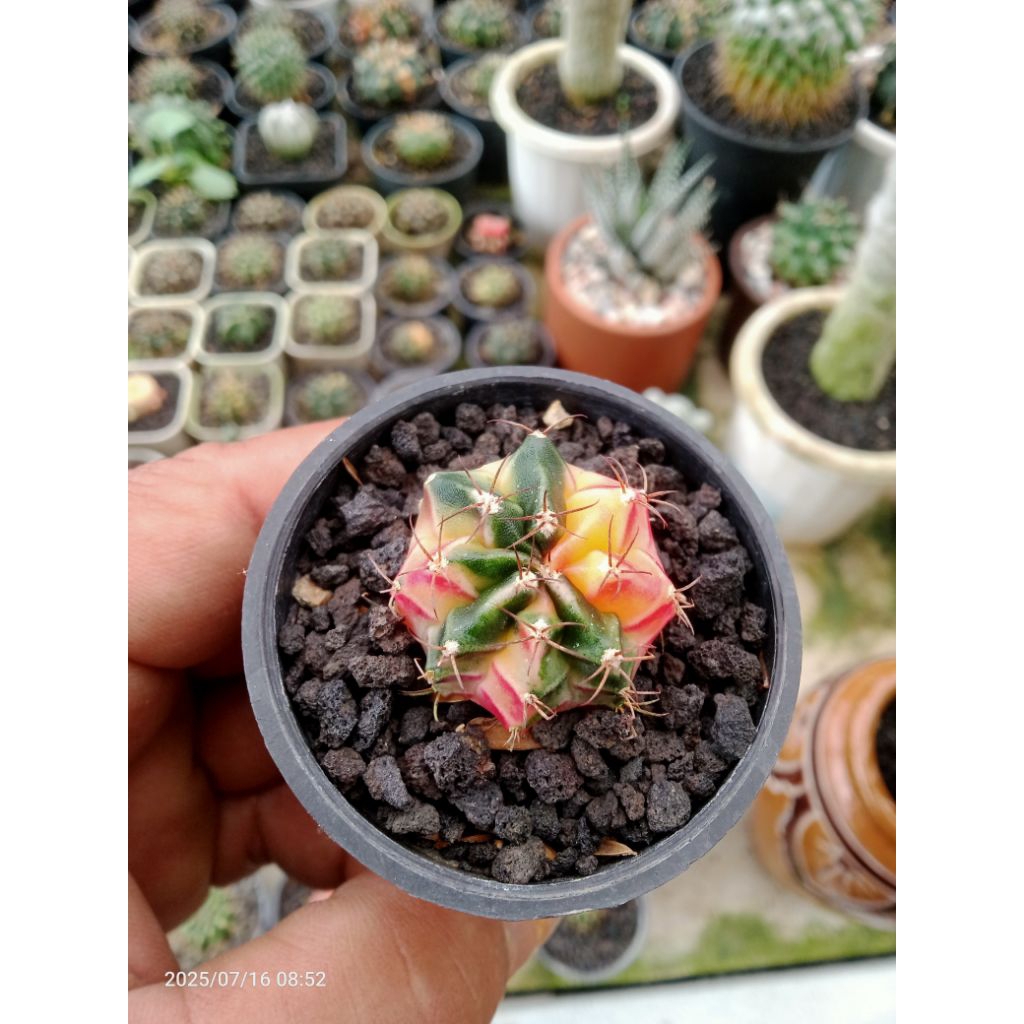 miha hybrid varigata