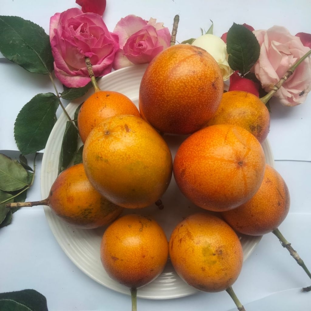 

konyal super premium 10 kilo garansi