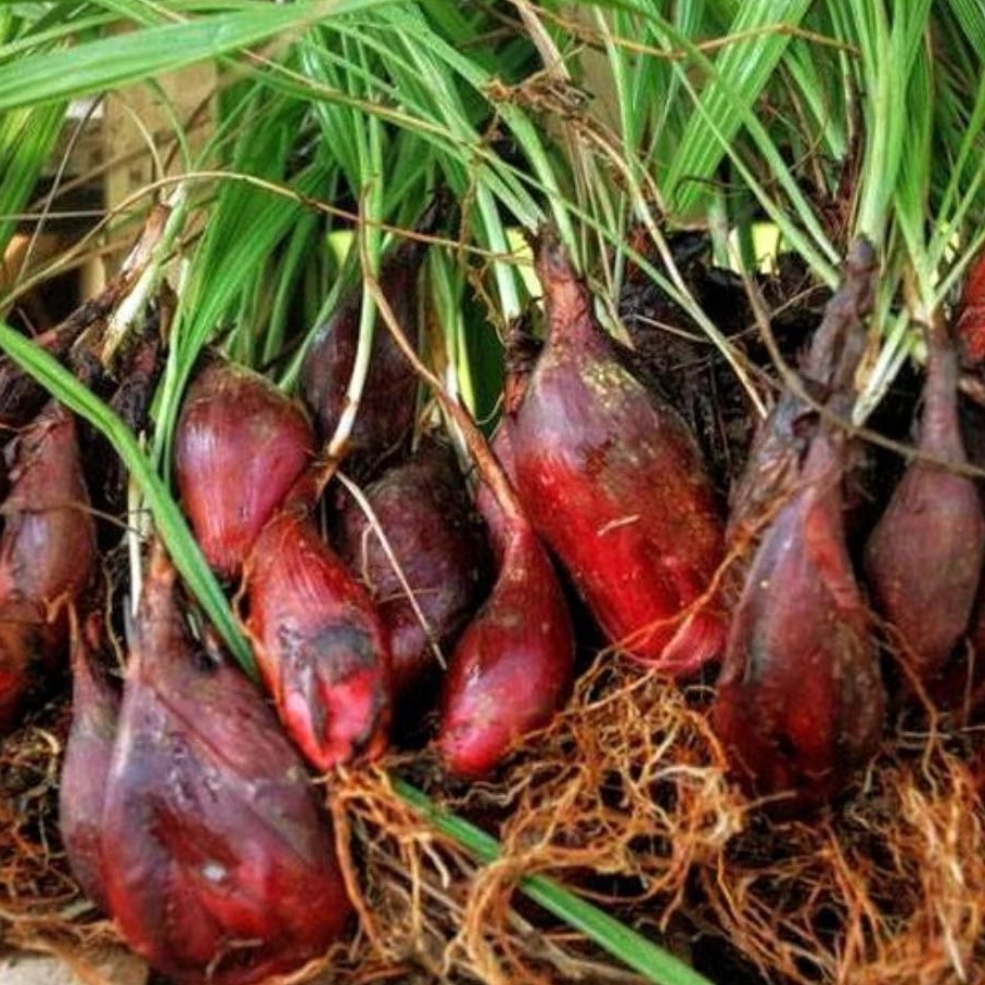 

bawang Dayak, bawang hutan fresh Dadakan 1 kg