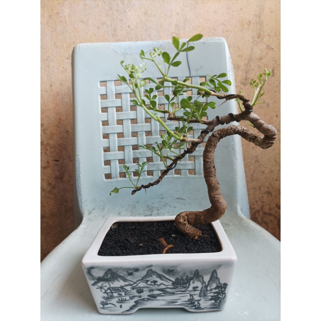 Bonsai Kawista Batu