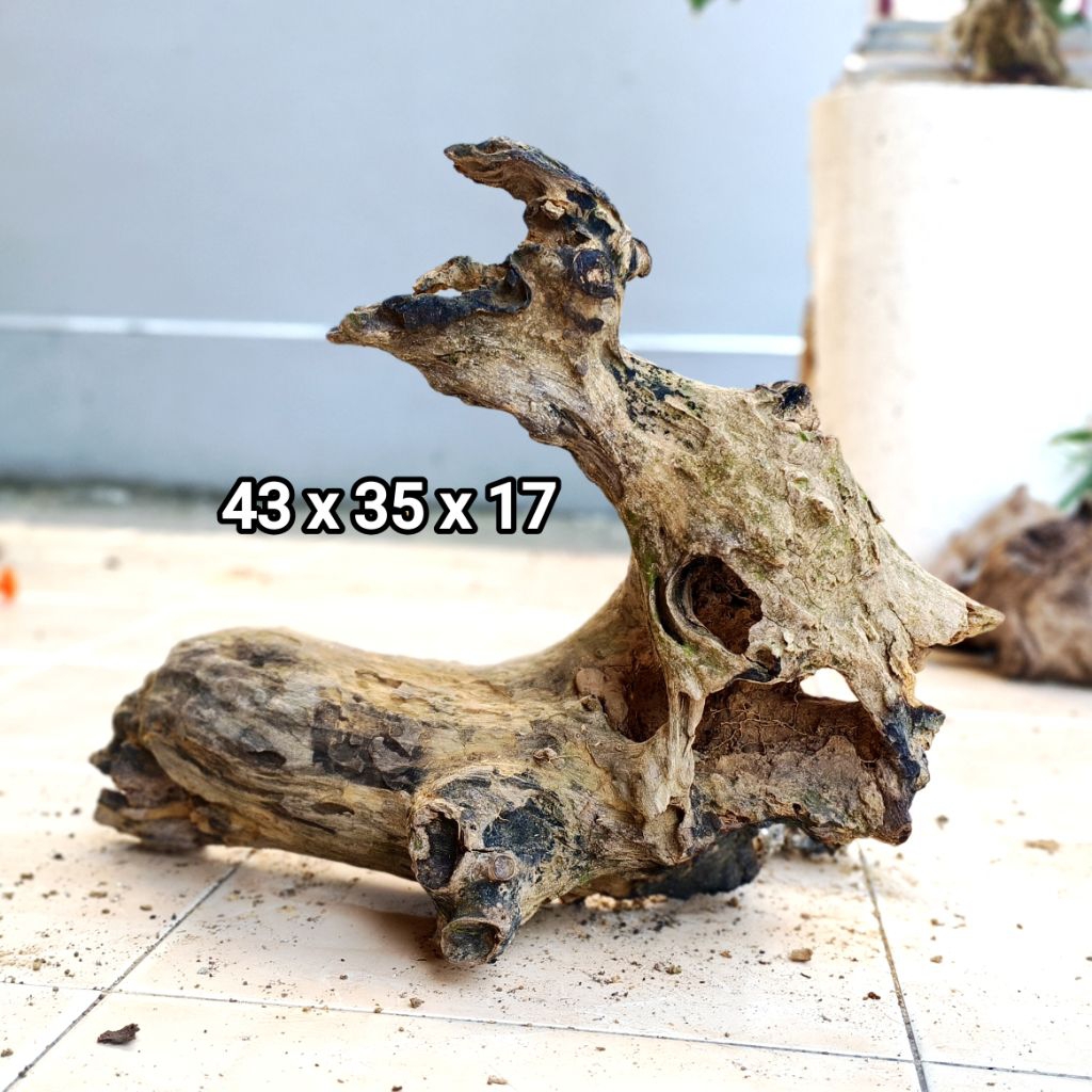 kayu rentek aquascape, paludarium ukuran jumbo murah