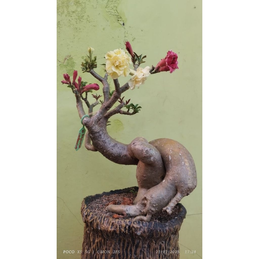 Adenium jumbo bunga tumpuk Bonggol unik siap pajang