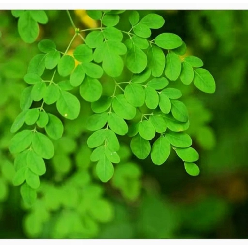 

Daun Kelor Segar 500 Gram