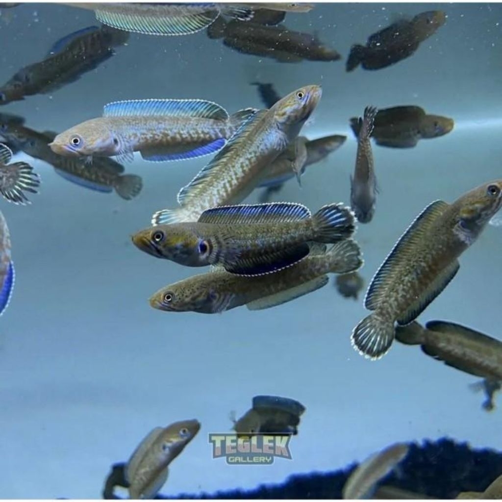 hiasan aquarium(andrao grade a)