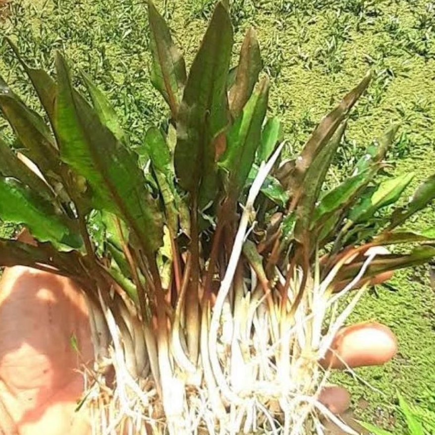 kryptocorine green isi 50 batang