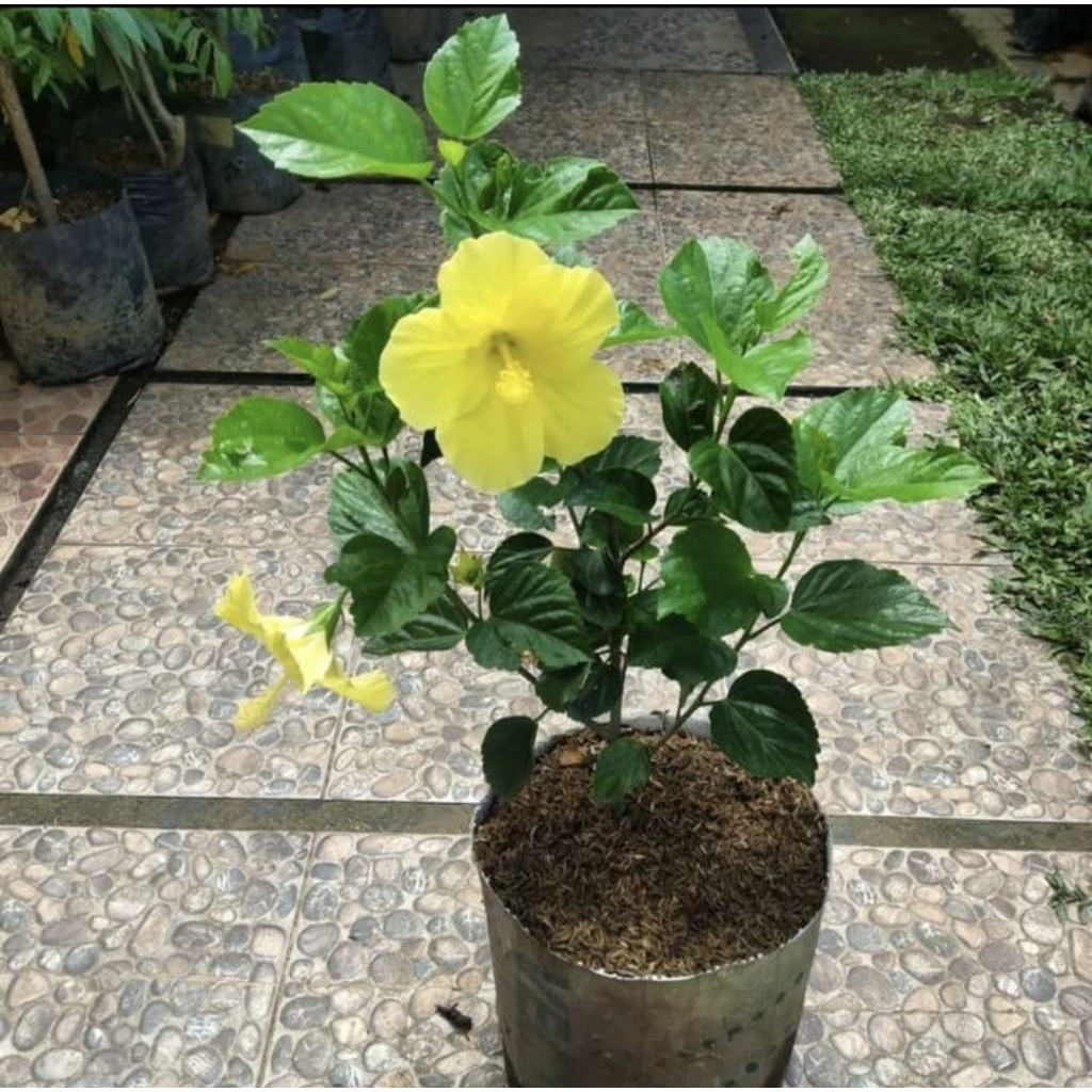 Pohon Kembang Sepatu Bunga Kuning Tanaman Hias Pohon Kembang Sepatu