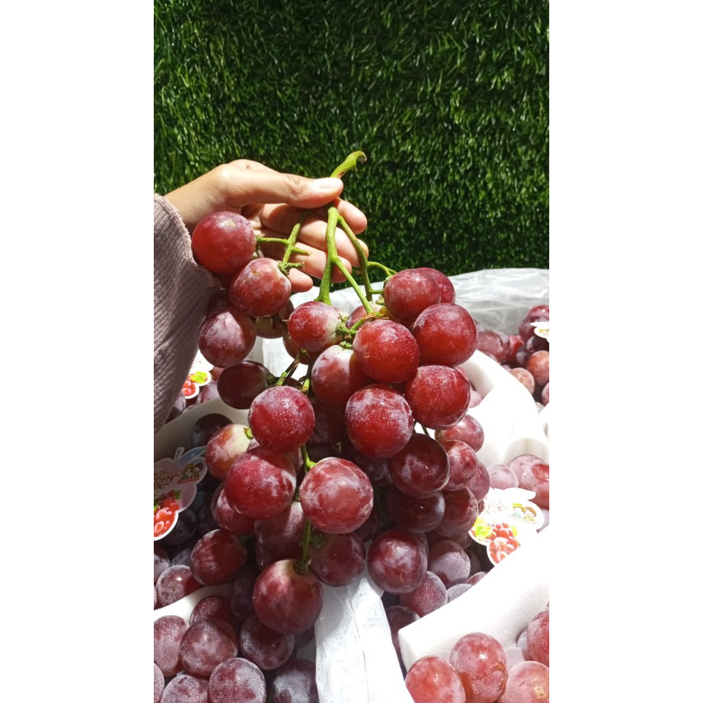 

buah anggur merah 1kg