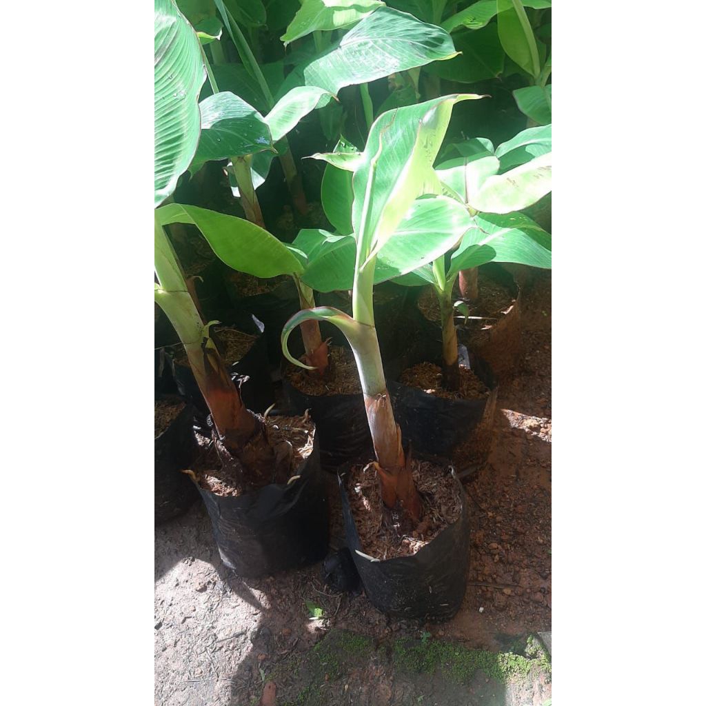 

bibit pohon pisang ambon siap tanam /kualitas terbaik