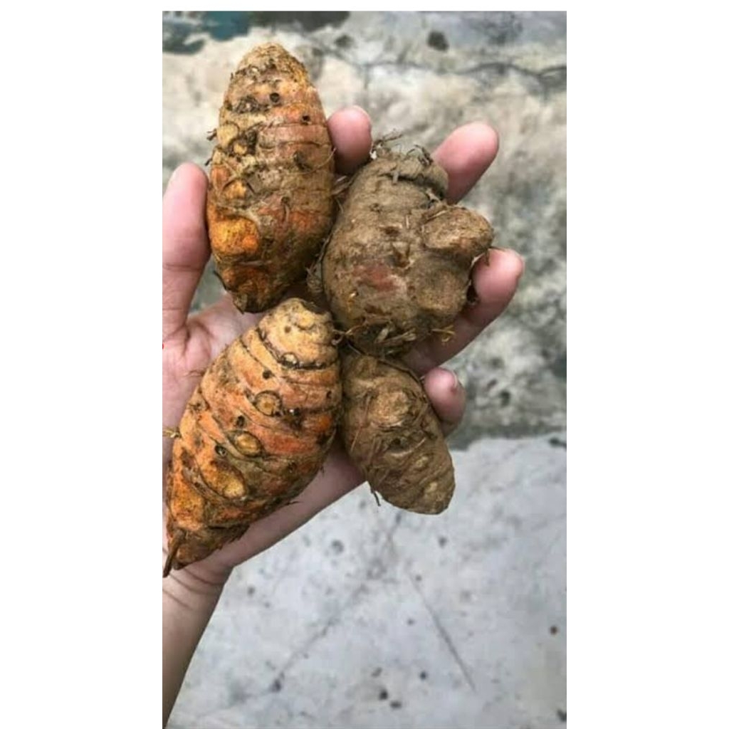 

Biang kunyit/empu kunyit kemasan 1kg