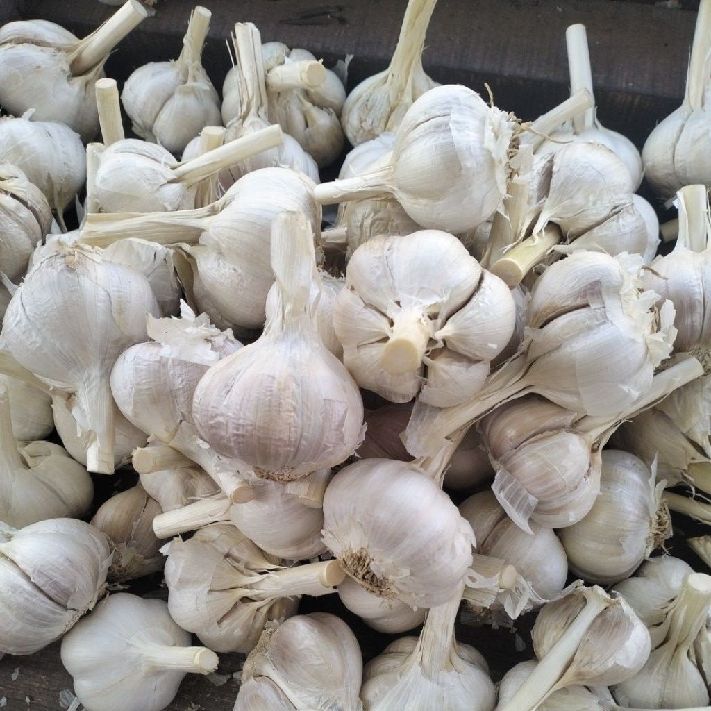 

bawang putih kating 1kilo bersih